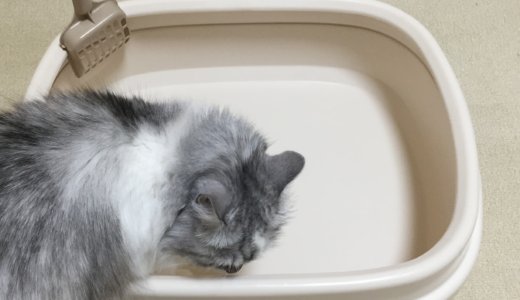 【猫トイレ】使っている猫砂とトイレの紹介。1匹につき２つのトイレが必要！