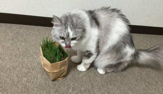 無印の猫草がおすすめ！栽培方法、節約小分け、メリット・デメリットを紹介！