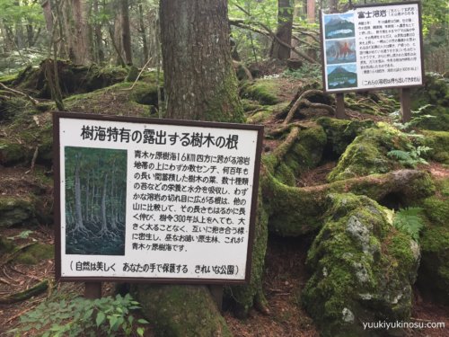 富岳風穴　観光　富士山　天然記念物　パワースポット　洞窟　レジャー　冒険　青木ヶ原樹海