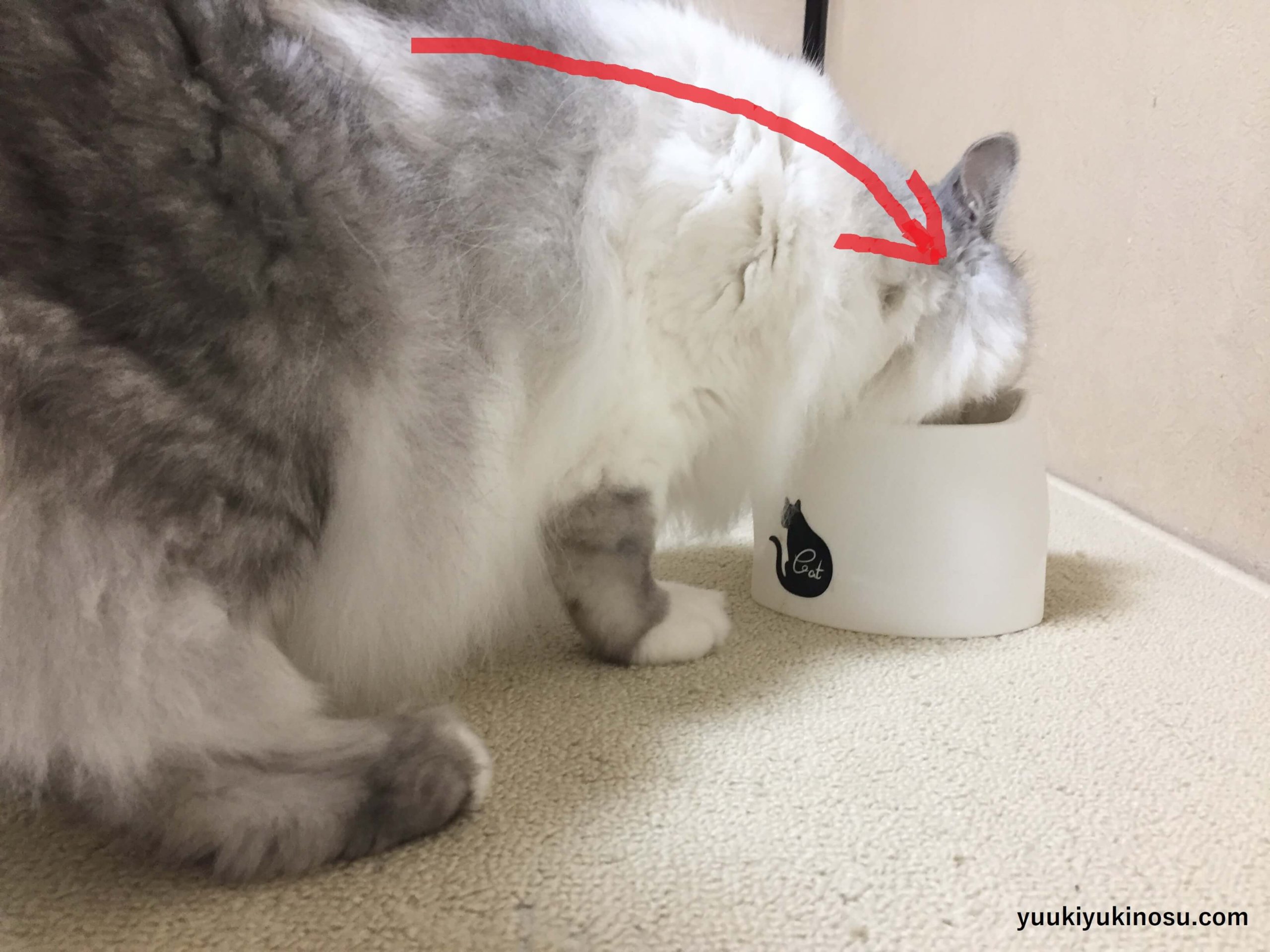 猫　吐き戻し　対策　防止　軽減　皿　食器　高さ　毛玉　逆流　100均　20cm