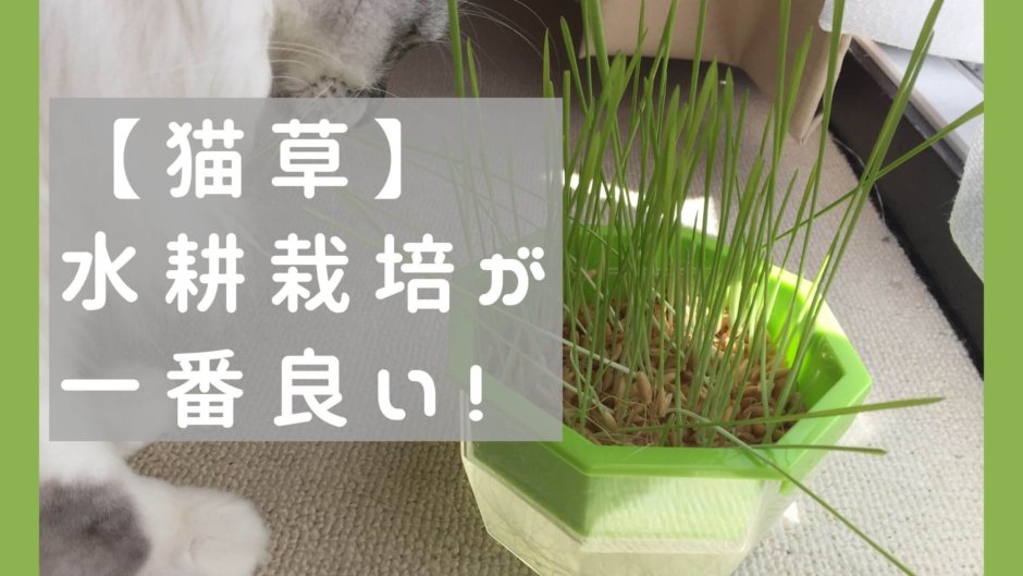 猫草　育て方　水耕栽培　キット　キッチンファーム　自作　室内　カビ　コスパ